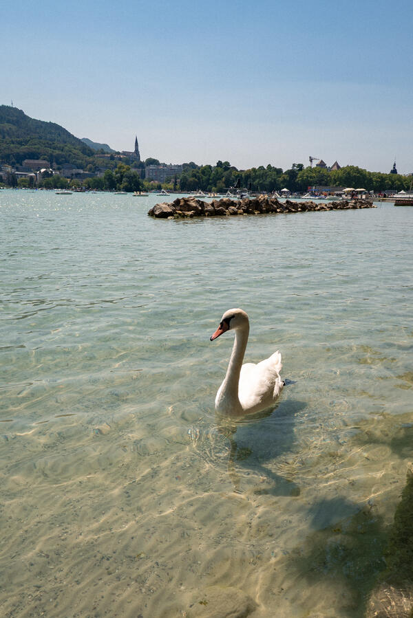 Animal Photography - Swan Animal Photography - Swan