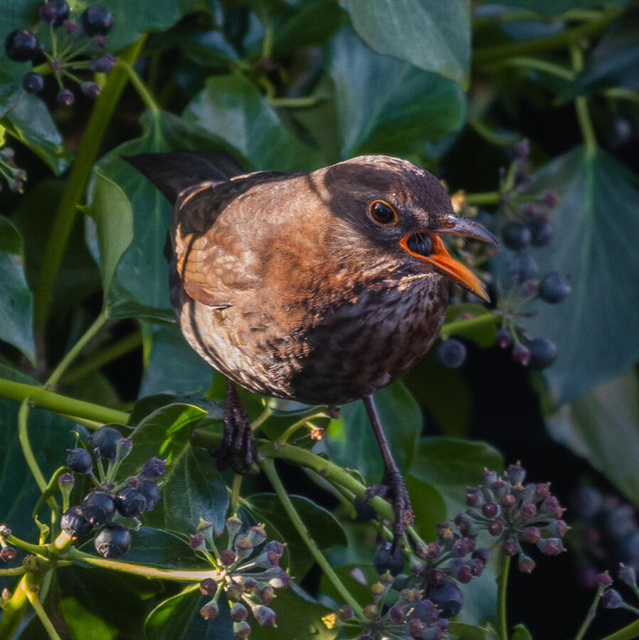 Animal Photography - Bird
