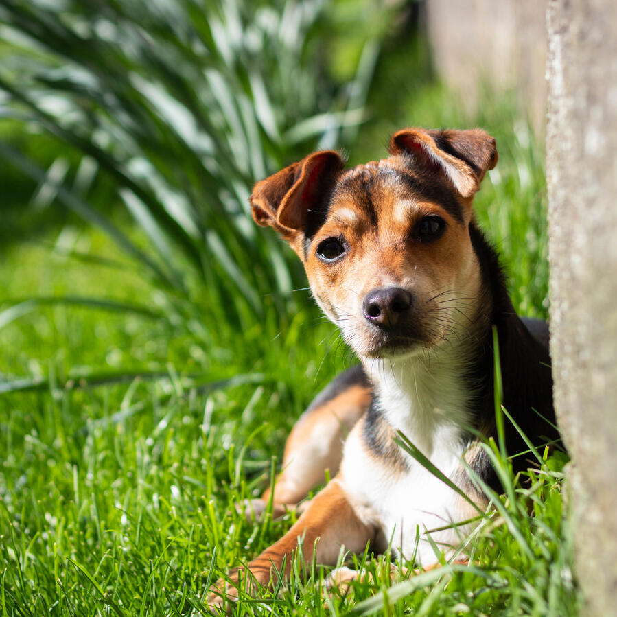 Animal Photography - Dog Rumi