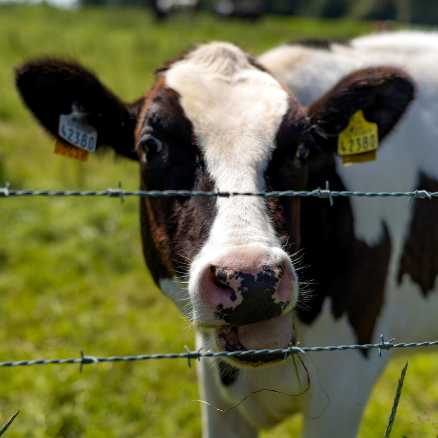 Animal Photography - Cow