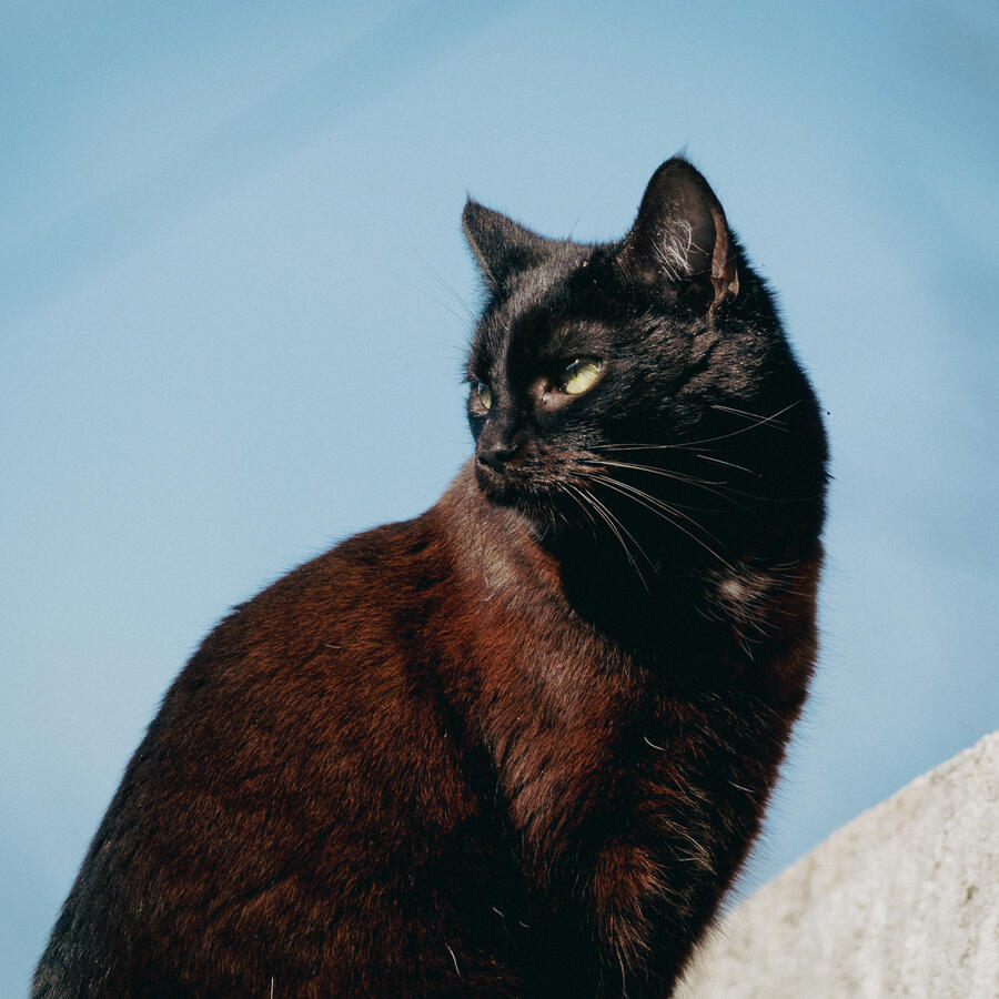 Animal Photography - Black Cat