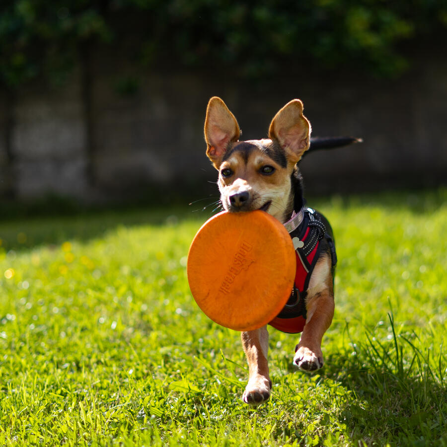 Animal Photography - Dog Rumi