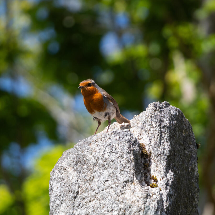 Animal Photography - Bird