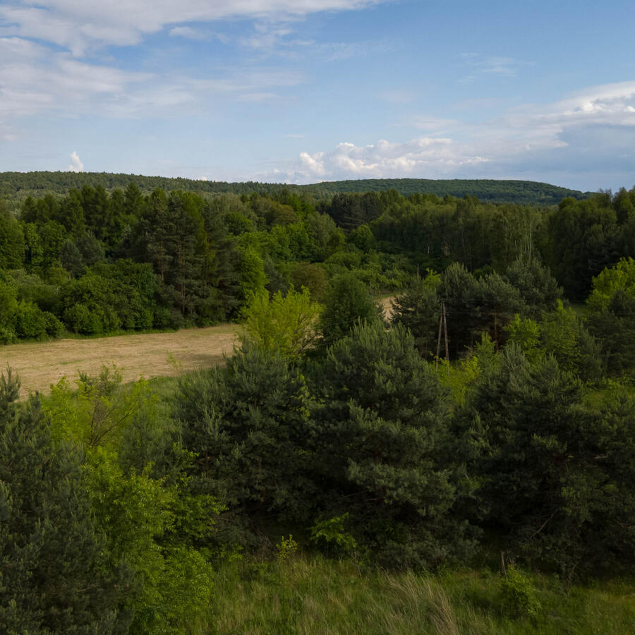 Drone Photography - Forest